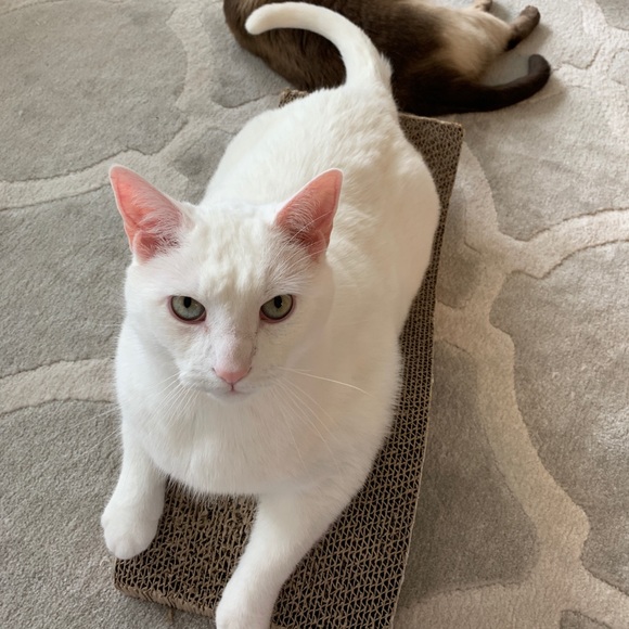 Meet your Posher, Juliana - Picture 1 of 1